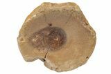 Fossil Ichthyosaur (Brachypterygius) Vertebra - England #238909-1